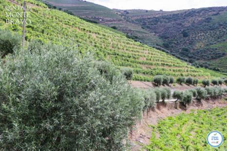 Quinta Do Monte Bravo - Douro - Quarto Duplo Villa Ervedosa do Douro Bagian luar foto